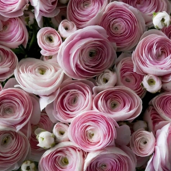 Meet your Posher, mybestwishes2u ๐น - Picture 9 of 11